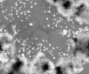 Cotura di linfociti umani trattati con nanotubi di carbonio